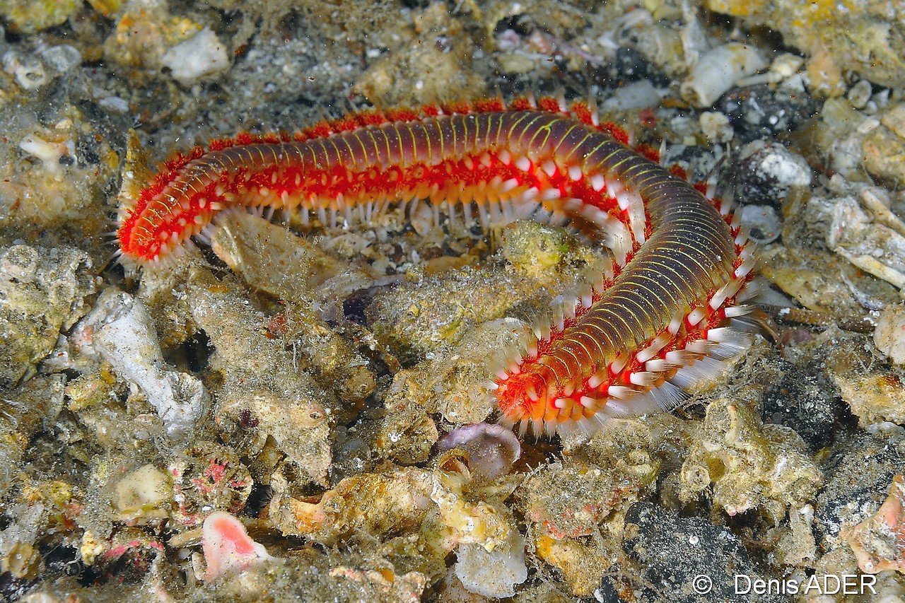 Hermodice carunculata ver de feu-Cap Vert Mille poissons-17m-20150408-Denis-ADER-DSC_9861_tn.jpg